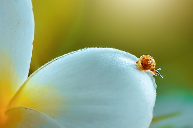 Schnecke auf Blume