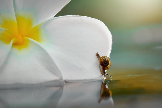 Schnecke auf Blume