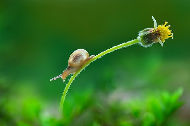 Schnecke auf Blume