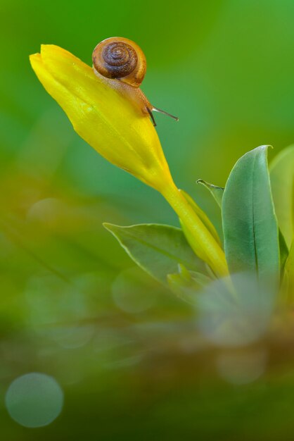 Schnecke auf Blumen