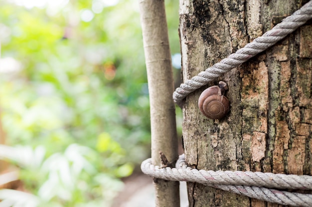 Schnecke auf dem Baum im Garten.