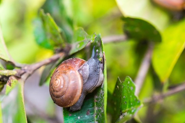 Schnecke auf dem Baum