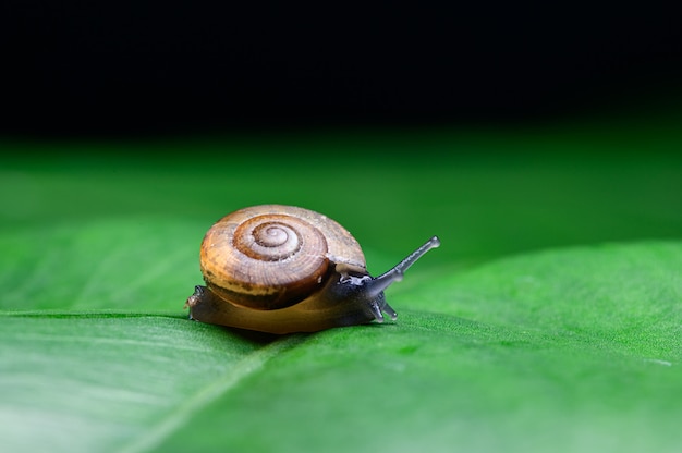 Schnecke auf dem Blatt