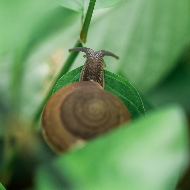 Foto schnecke auf dem blatt