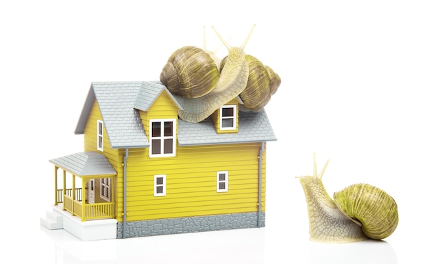 Schnecke auf dem Dach eines Hausmodells auf weißem Hintergrund Das Konzept von Wohnkomfort und Leben im Haus