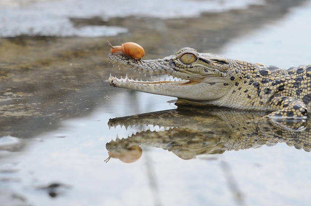 Schnecke auf dem Kopf des Krokodils in der Pfütze