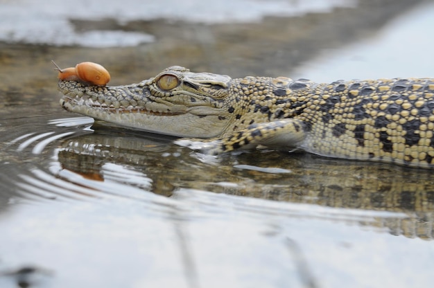 Schnecke auf dem Kopf des Krokodils in der Pfütze
