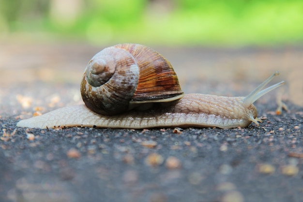 Schnecke auf der Straße