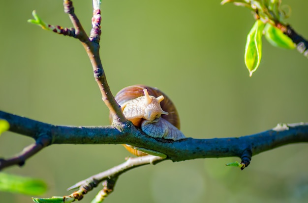 Schnecke auf einem Ast