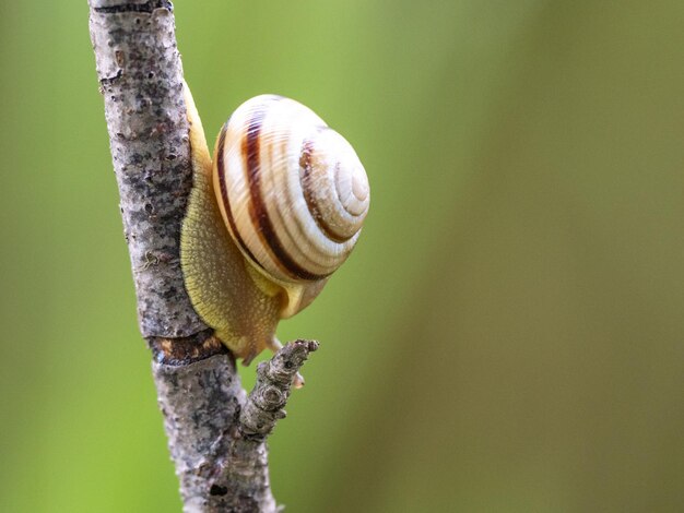 Foto schnecke auf einem baumzweig eine schnecke kriecht an einem zweig entlang