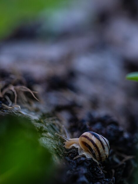 Foto schnecke auf einem baumzweig eine schnecke kriecht an einem zweig entlang