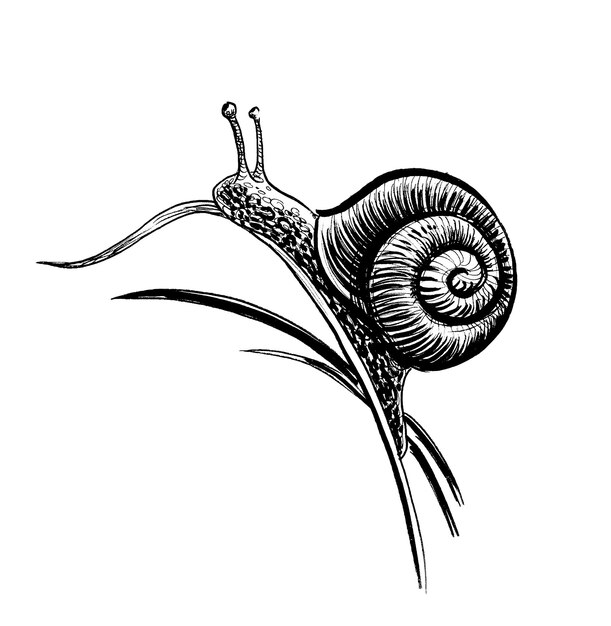 Schnecke auf einem Gras Ink Schwarz-Weiß-Zeichnung