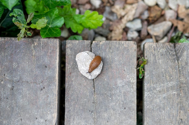 Schnecke auf einem hölzernen Hintergrund