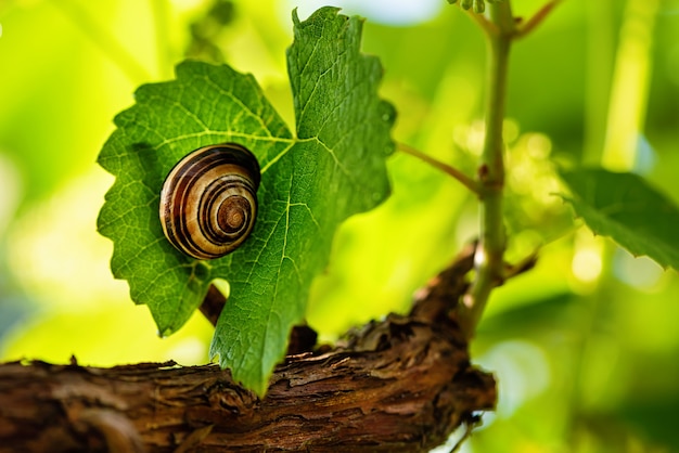 Schnecke auf einem Weinblatt im Sonnenlicht.