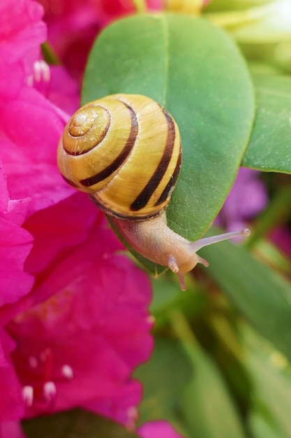 Schnecke auf einer Blume.