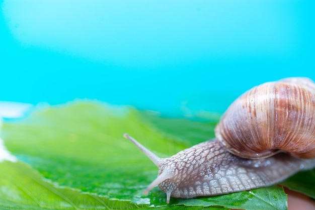 Schnecke auf grünen Blättern Nahaufnahme Schneckenschleim Schneckenschleim wird in der Kosmetik verwendet Ort zum Kopieren Schönheitskonzept Minimales natürliches Layout