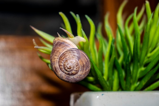 Schnecke auf Pflanze nach Regen