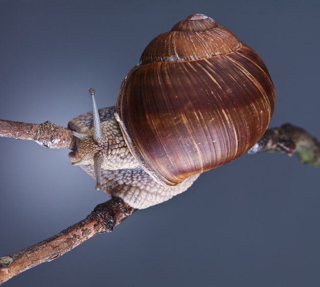 Schnecke auf Pflanze