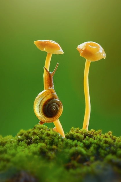 Schnecke auf Pilz im tropischen Garten