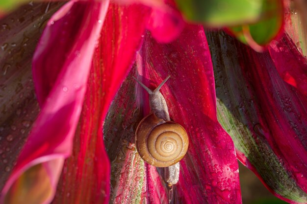 Schnecke auf rotem BlattSchnecke auf rotem BlattKleine braune Schnecke auf grünem Blatt