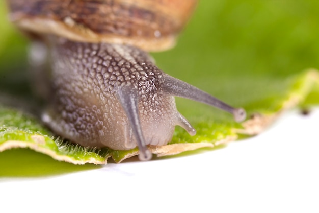 Schnecke auf weiß