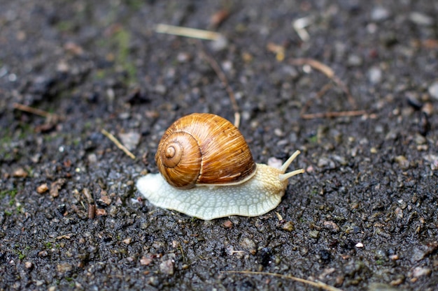 Schnecke aus nächster Nähe Cochlea