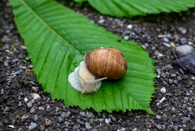 Schnecke aus nächster Nähe Cochlea