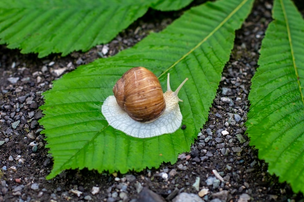 Schnecke aus nächster Nähe Cochlea