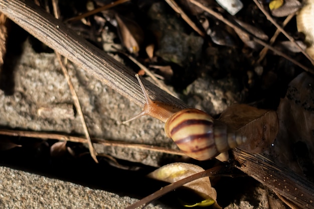 Foto schnecke bewegt sich auf den kakerlaken