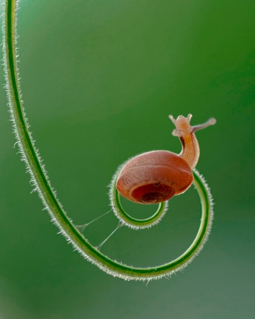 Schnecke, die auf einem gewundenen Stamm mit Bokeh-Hintergrund kriecht