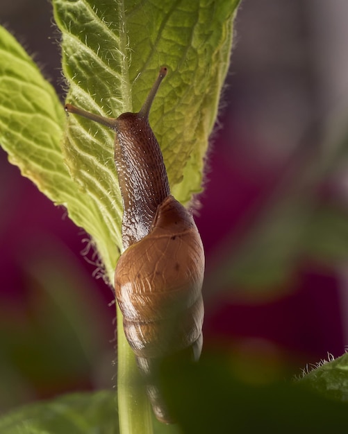 Schnecke, die auf tadellosem Blatt geht