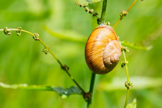 Schnecke Helix Pomatia auf dem Stamm einer Pflanze im Garten an einem sonnigen Tag mit selektivem Fokus