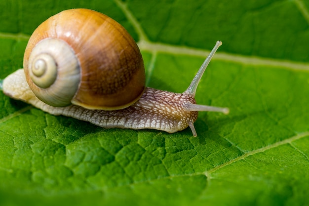 Schnecke im Garten auf grünem Blatt