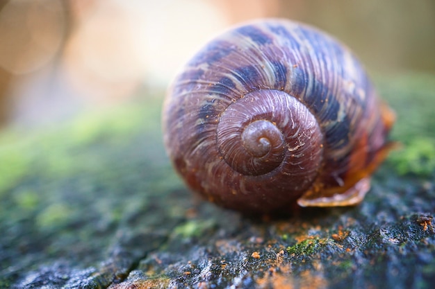 Schnecke in der Natur