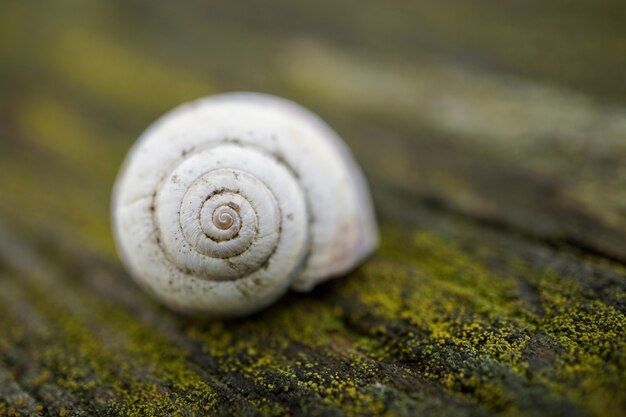 Schnecke in der Natur