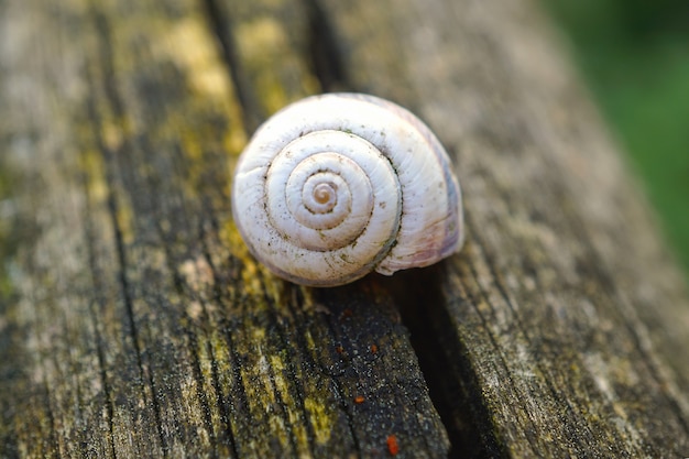 Schnecke in der Natur