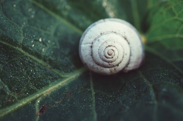 Schnecke in der Natur