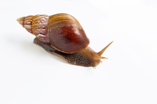 Schnecke, isoliert auf weiss