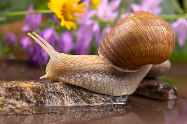 Schnecke klettert von Stein zu Stein. Weichtiere und Wirbellose. Delikatesse Fleisch und Gourmet-Essen.