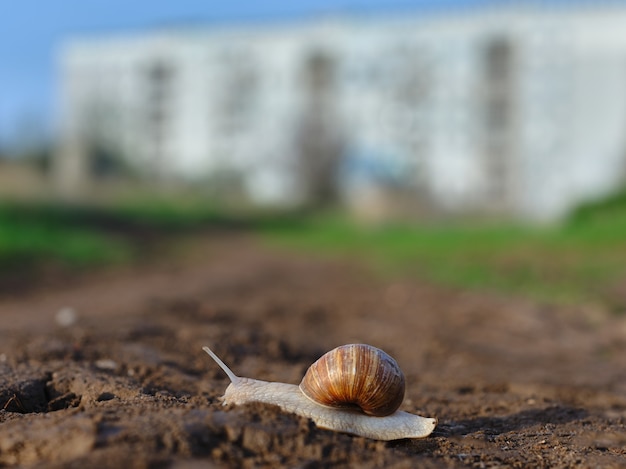 Schnecke krabbelt auf dem Boden