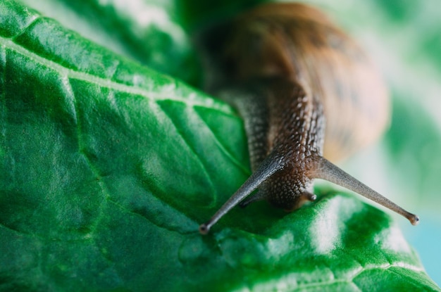 Schnecke kriecht auf einem grünen Mangoldblatt in Nahaufnahme