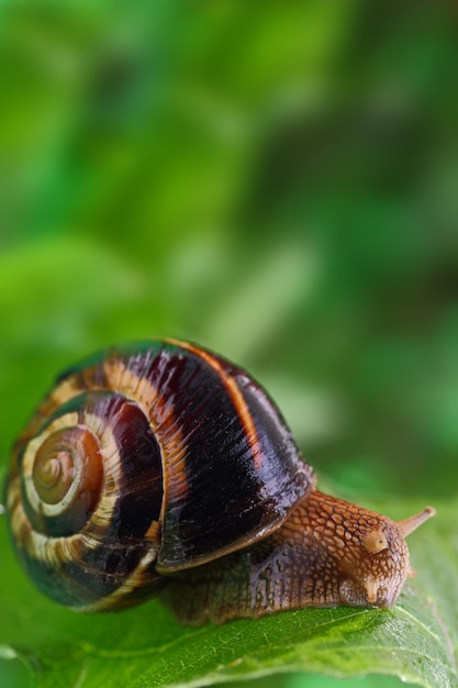 Schnecke kriecht auf grünem Blatt und Copyspace