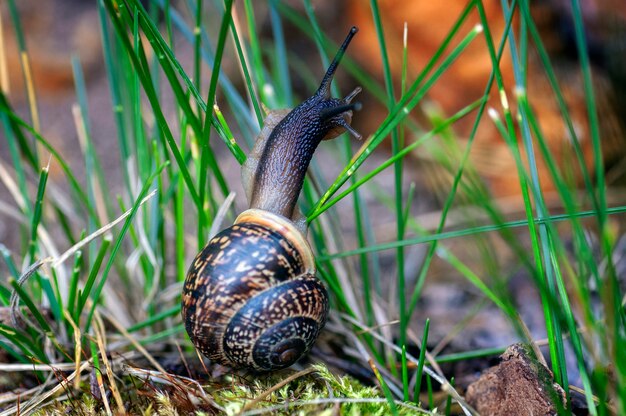 Foto schnecke kriecht über den alten baumstumpf