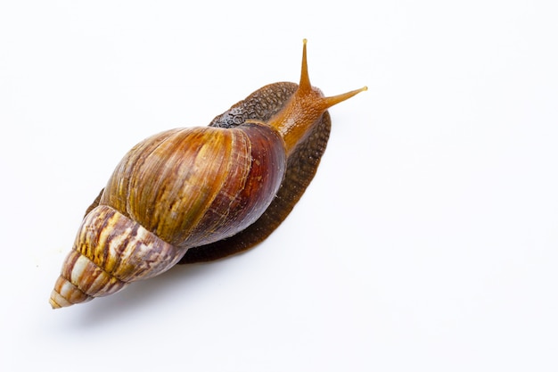 Schnecke lokalisiert auf weißem hintergrund.