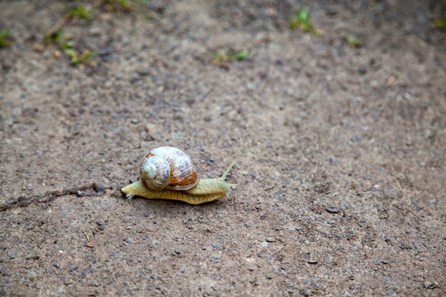 Schnecke mit gebrochenem Gehäuse auf dem Boden, Helix pomatia