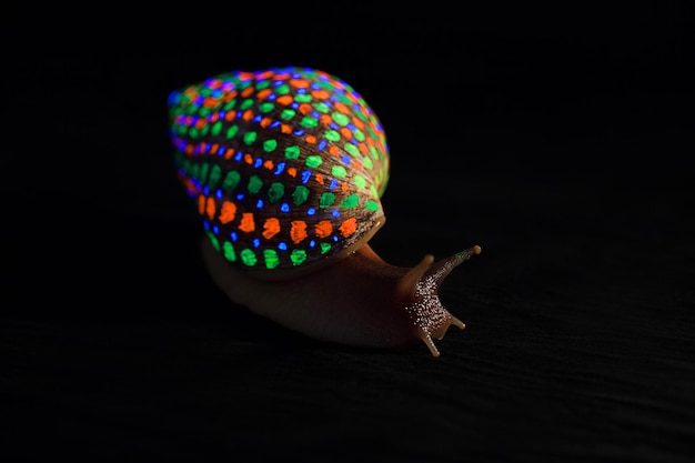 Schnecke mit leuchtend bunt gesprenkelter Schale