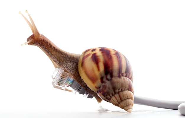 Schnecke mit RJ45-Stecker Symbolfoto für langsame Internetverbindung Breitbandverbindung ist nicht überall verfügbar