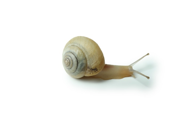 Schnecke mit Schale auf weißem Hintergrund