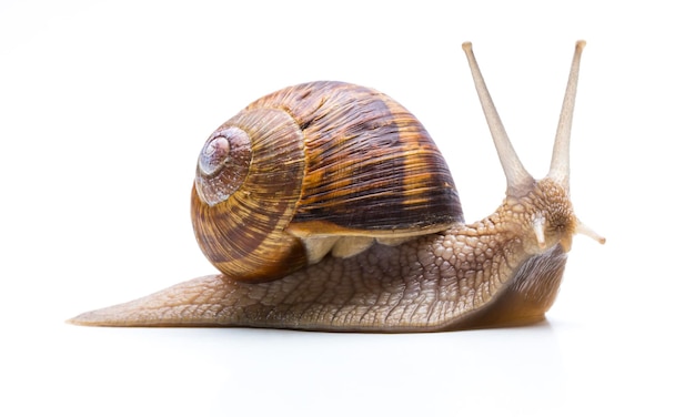 Schnecke mit Schale