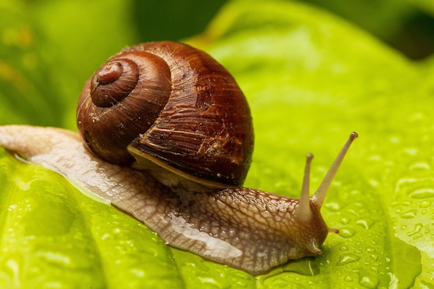 Schnecke Muller, die auf den nassen Blättern gleitet Große weiße Molluskenschnecken mit braun gestreiftem Gehäuse, die auf Gemüse kriechen Helix pomatia Burgunderrömische Schnecke Kaviar Schneckenküsse in Erdbeeren